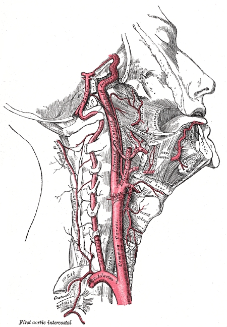 Les carotides
