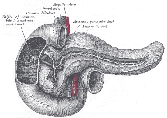 Le pancréas et le duodénum