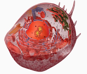 Comment sont apparues les cellules eucaryotes?