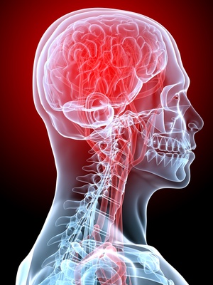 Le cerveau humain