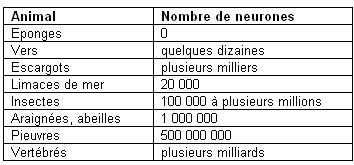 Nombre de neurones Nombre de neurones