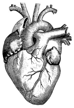 Le coeur