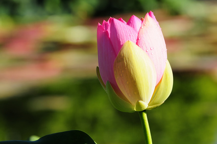 Tulipe