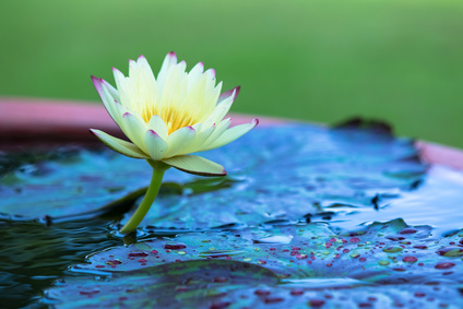 Fleur de Lotus