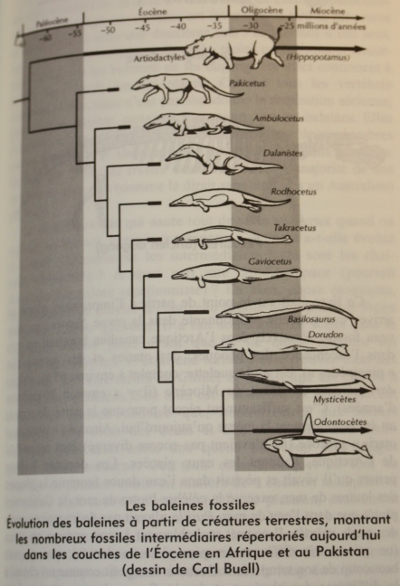 Evolution des baleine