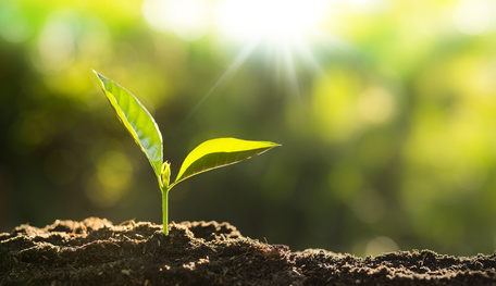 Les plantes ressentent-elles la douleur ?